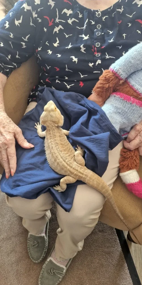 komodo dragon on lap