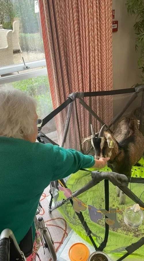 Grandma feeding goat in care home