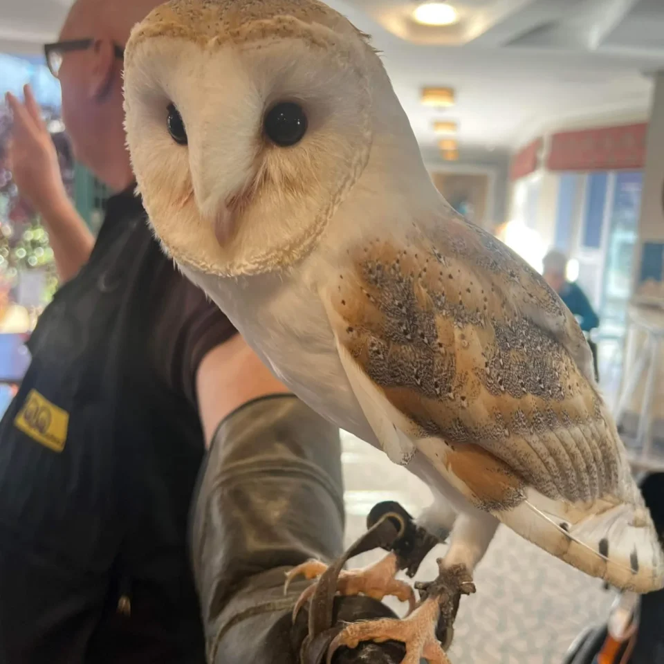 Owl-Some Encounters