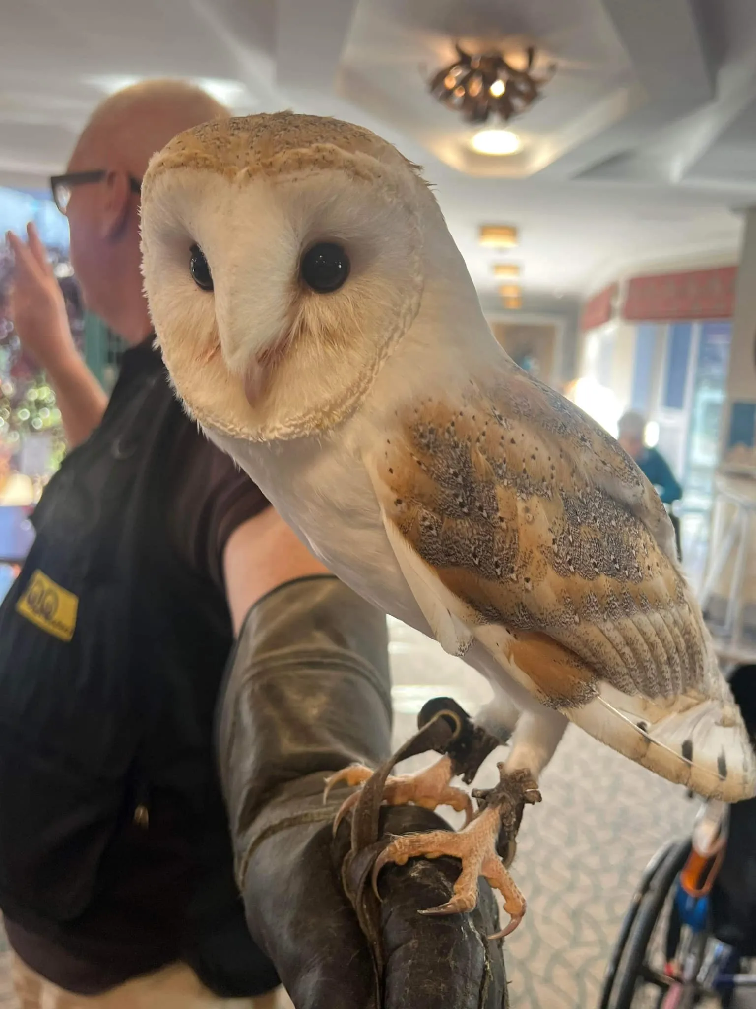 Owl-Some Encounters