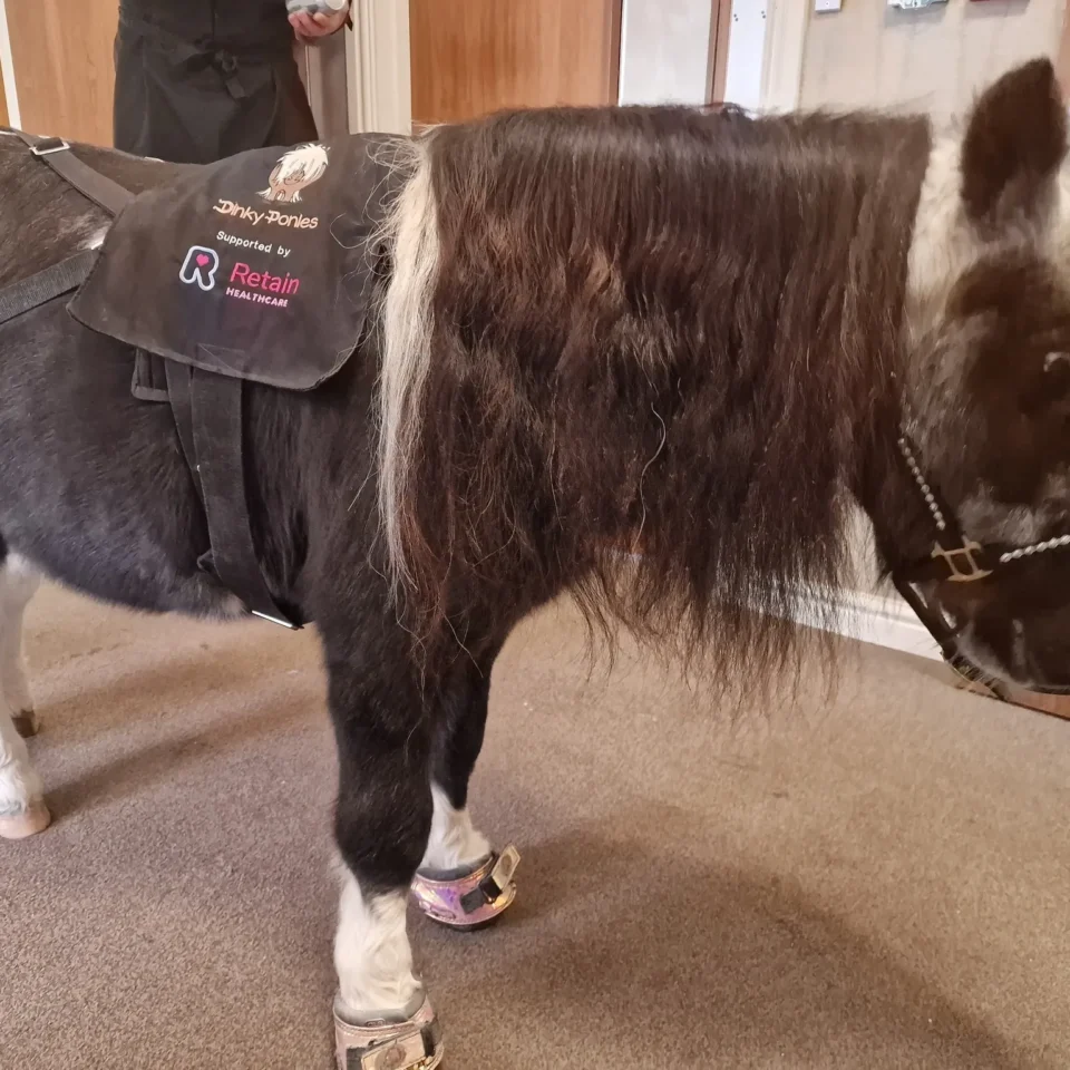 Dinky Ponies Delights