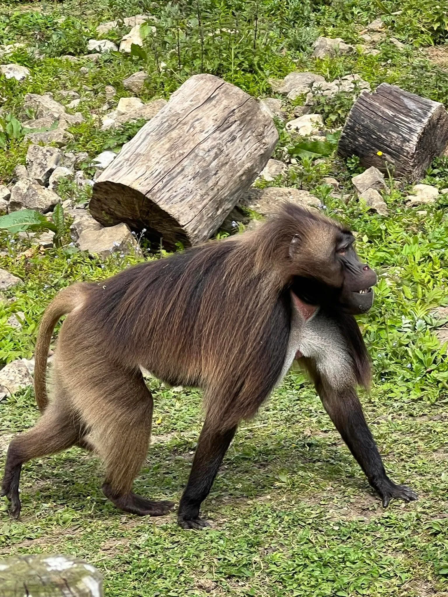 monkey in zoo