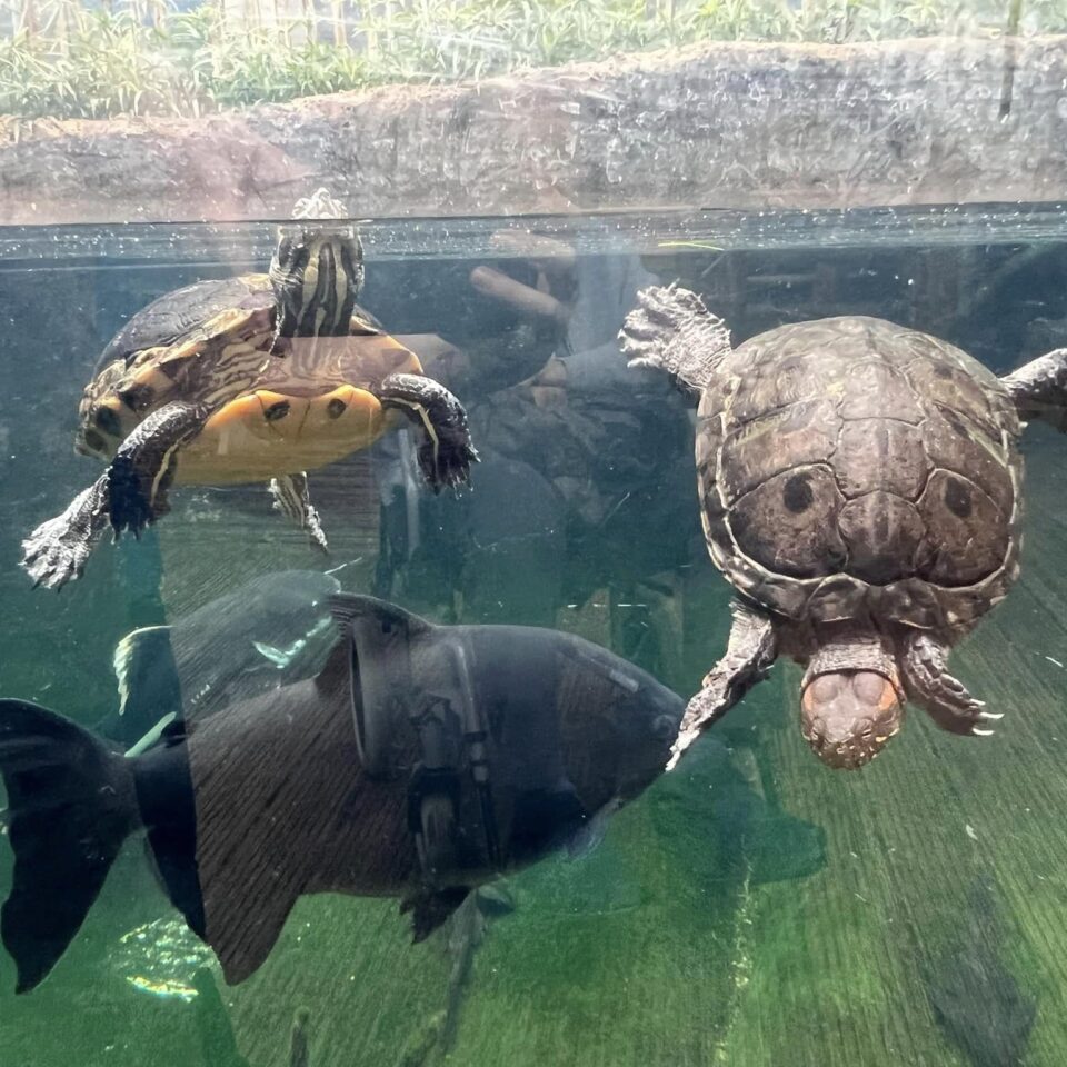 <strong>Exploring Bristol Aquarium with our Residents on National Turtle Day</strong> 